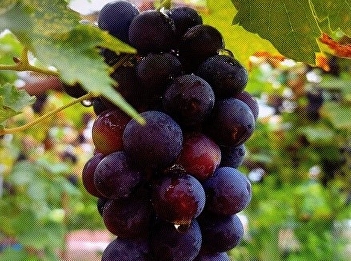 according to (current) exotic ornamental
plants : spotted sago palm : Kasikorn