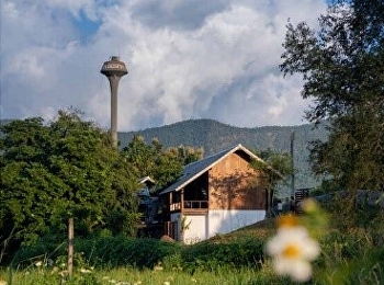 9 ใบไม้สีชมพูช่วยเติมความหวานในสวน