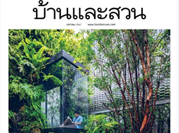 Platycerium : Home and Garden